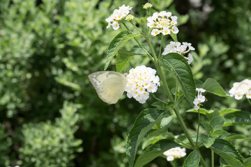 A common emigrant butterfly (Catopsilia pomona) on the white Lantana flowers.