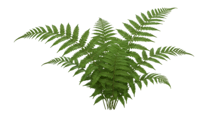 Realistic Fern Plant Isolated on Transparent Background Illustration