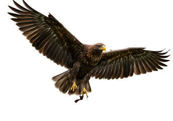 Photo Of A Soaring Eagle With Wings Spread Against Transparent Black Background