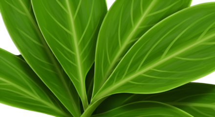 Realistic Green Leaf Illustration With Transparent Background And Detail