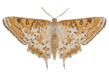 Naklejka premium Detailed view of a beautiful orange and white patterned moth with intricate markings isolated on transparent background