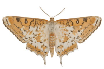 Detailed view of a beautiful orange and white patterned moth with intricate markings isolated on transparent background