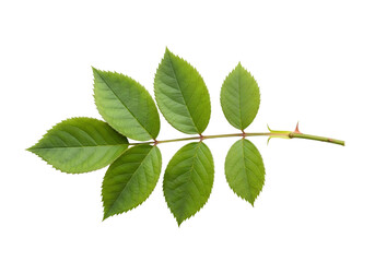 Fototapeta premium Vibrant Green Rose Sprig, Seven Leaflets, Isolated on Black, Fresh, Natural, Springtime transparent background