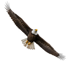 Photo Of Soaring Bald Eagle In Flight With Spread Wings Isolated