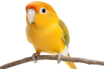 A vibrant yellow lovebird perched on a branch showcasing its bright plumage and curious expression isolated on transparent background