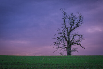 Obraz premium Lone tree on a hill under dramatic skies during sunrise and sunset