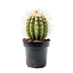 Small ball cactus in dark pot