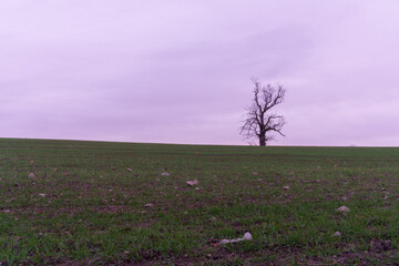 Lone tree on a hill under dramatic skies during sunrise and sunset