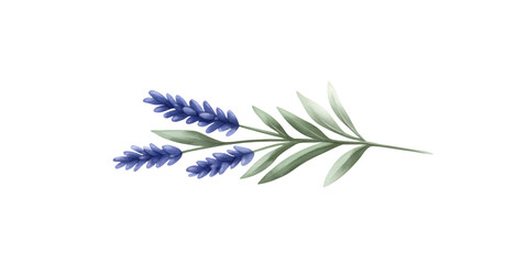 A delicate sprig of purple lavender flowers with green leaves isolated on transparent background