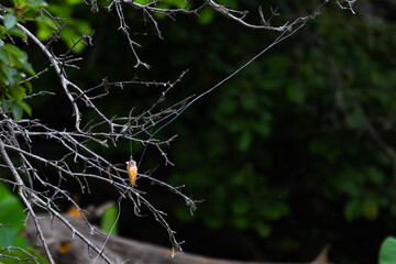 Bad cast and lost lure in the tree