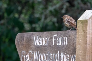 baby Robin erithacus rubecula perched on a wooden signpost pointing to Manor Farm