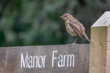 baby Robin erithacus rubecula perched on a wooden signpost pointing to Manor Farm