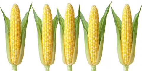 Five corns with leaves aligned closely on transparent png background