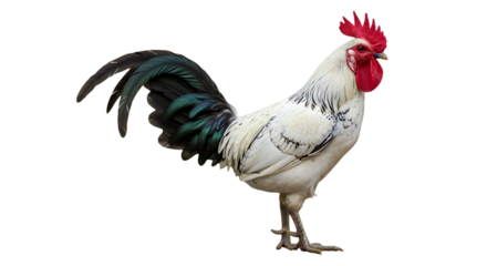 Realistic Isolated Rooster With White Feathers Red Crest and Black Tail