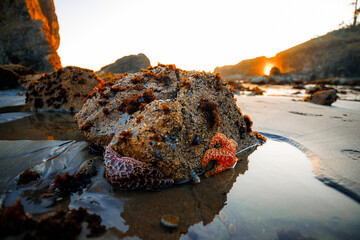 Colorful sea stars and marine creatures on tide pools at Second Beach during sunset. Vibrant coastal ecosystem with warm evening light in Olympic National Park, Washington.