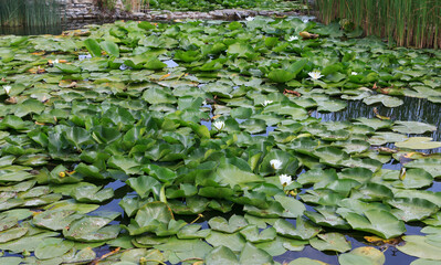 Water lilies bloom in a tranquil pond surrounded by lush green leaves during bright daylight hours
