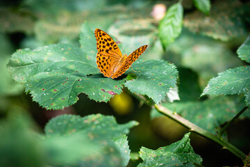 Un papillon orange avec des ailes tachetées sur des feuilles dans une forêt.