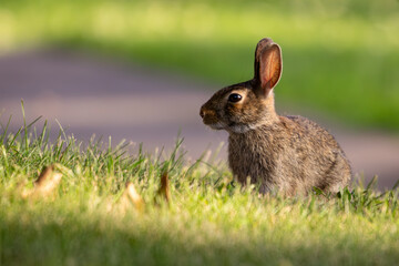 Cottontail rabbit enjoying some time in the grass