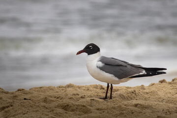 Seagull searching for food along the sandy beach