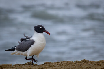 Seagull searching for food along the sandy beach