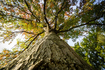 Naklejka premium Looking up the trunk of a large maple tree in the fall