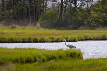 Great Blue Heron wading through the shallow water