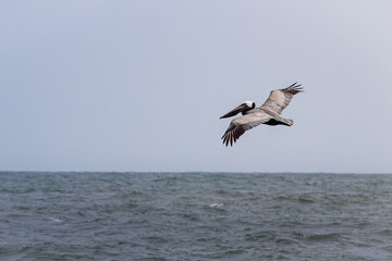Pelican soaring about the shore along the beach