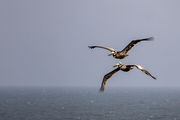 Pair of pelicans flying mirrored along the beach