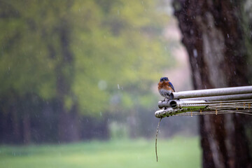 Blue bird sitting in the rain with an angry look