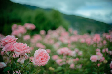 Beautiful pink roses in a rose field with bokeh effect
