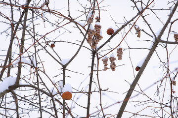 Snow-covered branches with dried fruit hanging
