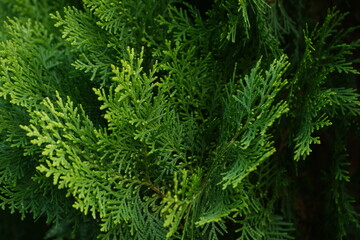 Green Tapestry: Nature's Detailed Design. Lush, dense green coniferous foliage, showcasing natural...