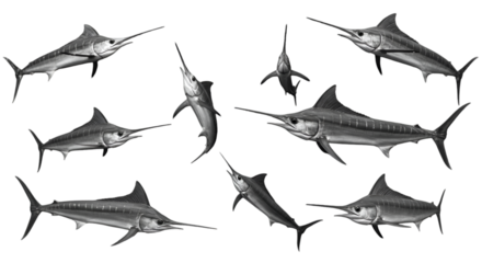 Realistic Marlin Fishes Collection Isolated Transparent PNG Background
