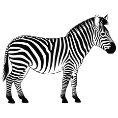 zebra vector illustration