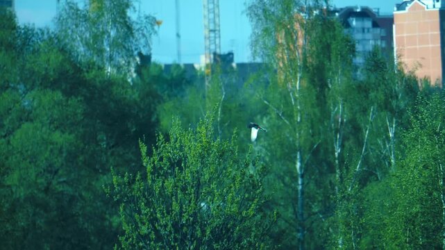 The falcon flies up to the tree and tries to perch on the top of tree for a better view