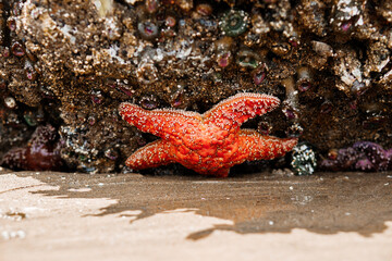 Colorful sea stars and green sea anemones on tide-covered rocks at low tide