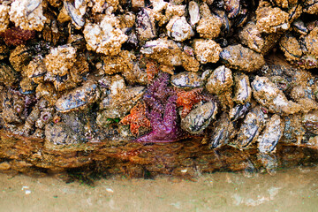 Colorful sea stars and green sea anemones on tide-covered rocks at low tide, Cannon Beach, Oregon. Close-up view of marine life on the Pacific Northwest coast.