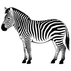 zebra vector illustration