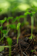 Close-up of young seedlings in the rainy season,Group of green sprouts in the rain.