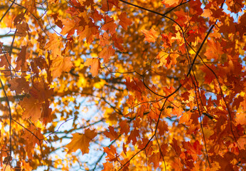 Fall weather outdoor. Leaves in autumn nature forest. Fallen leaves. Seasonal beauty. Autumn nature forest. Orange and yellow fall leaves. Fall season colors. Nature in autumn