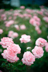 Pink roses in full bloom with soft background