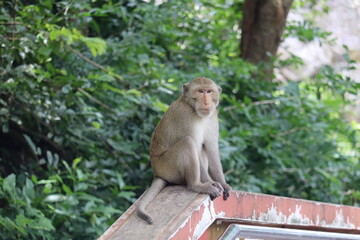 Monkey in Nature: A captivating portrait of a monkey perched atop a structure.