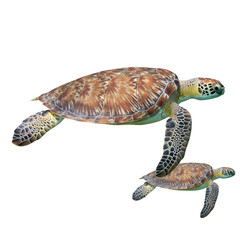 Two Isolated Sea Turtles In Transparent Background Photo