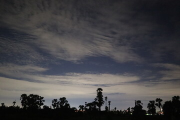 Night Sky Silhouette: Captivating silhouette of trees against a backdrop of an enchanting, cloudy night sky. Witness the serene interplay of darkness and the faint light of stars