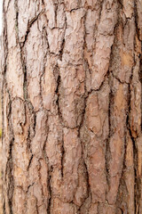 Tree bark texture close-up, pine bark