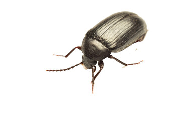 Alphitobius laevigatus, a black fungus beetle from the darkling beetle family, on a white background.