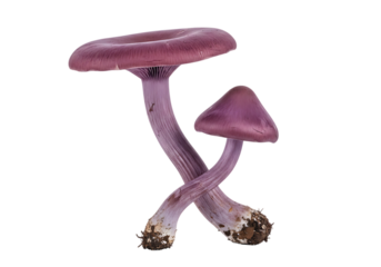 Two Amethyst Deceiver Mushrooms, Studio Shot, Dark Background, Ethereal Mood, High-Resolution Image  transparent background