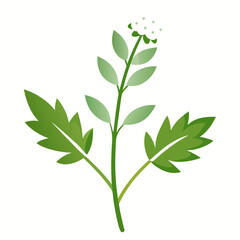 wormwood flower-on-white-background