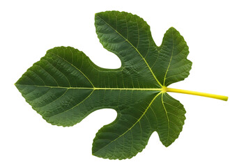 Fototapeta premium Single Vibrant Green Fig Leaf, Detailed Veins, Isolated on . Natural Texture, Fresh, Lush, Botanical transparent background