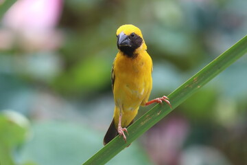 Golden Weaver Perched: A vibrant golden weaver bird, displaying its striking yellow plumage and intricate facial markings, perches gracefully on a slender green stem.